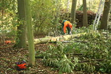 bomen zagen